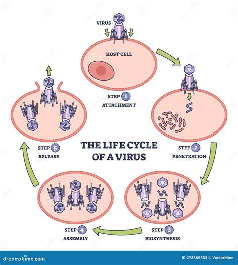 Illustrazione del meccanismo di intrappolamento dei virus da parte dei probiotici