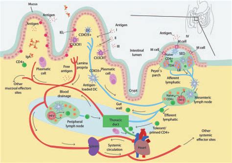 Diagramma che illustra il funzionamento del GALT (Gut Associated Lymphoid Tissue)