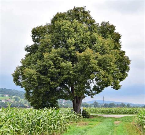 Infiorescenze di tiglio