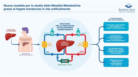 Schema che illustra la prevenzione di malattie metaboliche e tumorali attraverso l'equilibrio intestinale