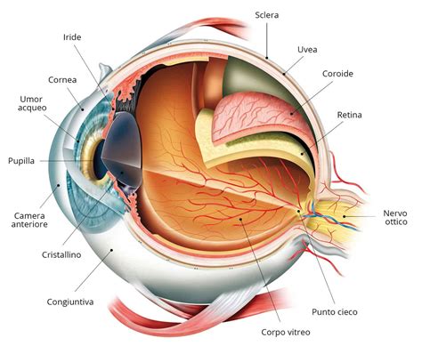Schema dell'anatomia dell'occhio umano
