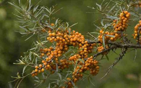 Frutti di olivello spinoso dell'Altai