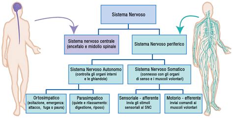 Schema del sistema nervoso e ruolo del magnesio