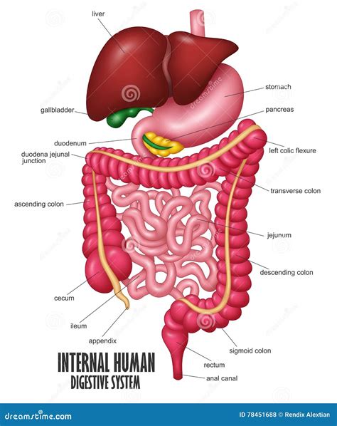 Schema dell'intestino umano con evidenziati i probiotici