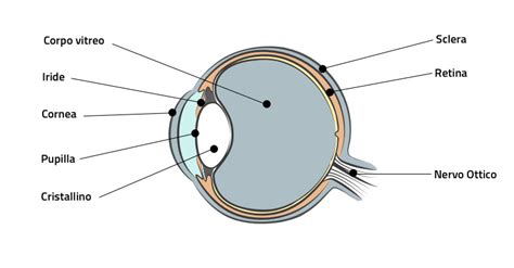 schema dell'occhio umano con macula evidenziata