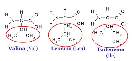 Schema degli aminoacidi ramificati nel tessuto muscolare
