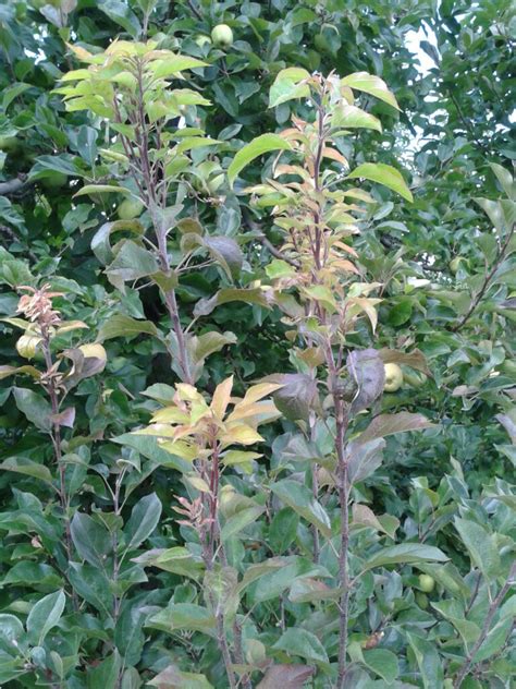 Confronto tra melo sano e melo affetto da scopazzi