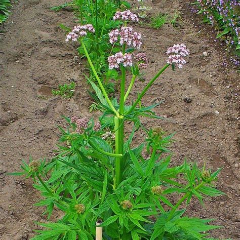 Pianta di Valeriana officinalis in fiore