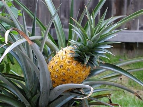 Ananas comosus con enfasi sul gambo