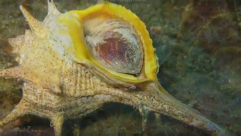 Immagine dei crostacei da cui si estrae il chitosano