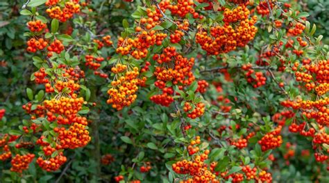 Varietà di bacche colorate