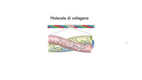 Infografica sulla durata dei cicli di integrazione di collagene