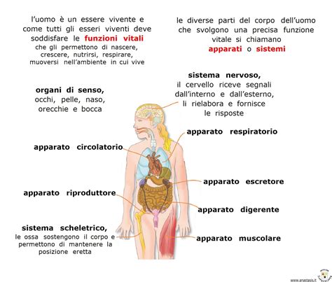 Schema dei processi anabolici nel corpo umano