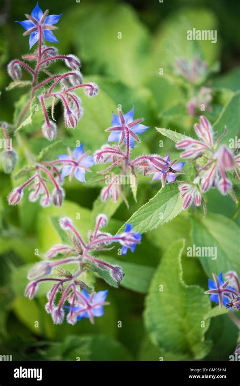 Pianta di Borragine con i suoi fiori blu a forma di stella