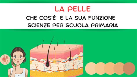 Schema che illustra la funzione barriera della pelle e il ruolo dei lipidi