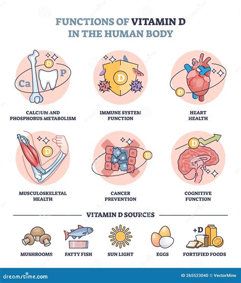 Diagramma delle funzioni della Vitamina B5 nel corpo