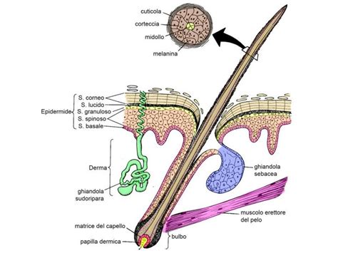 Illustrazione della struttura del capello con focus sui follicoli