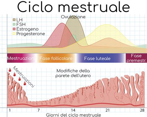 Schema del ciclo mestruale con evidenziata la fase luteinica
