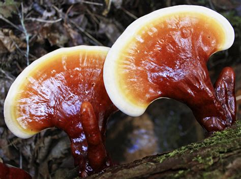 Funghi Reishi (Ganoderma lucidum) in fase di crescita