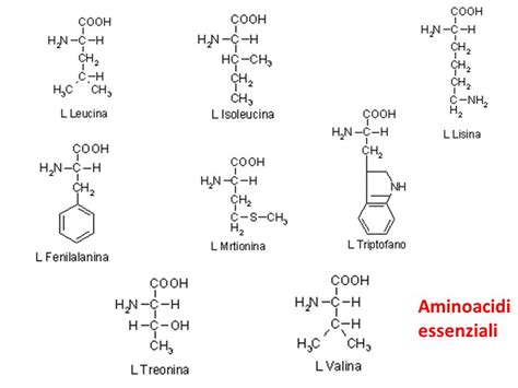 Struttura molecolare degli aminoacidi ramificati