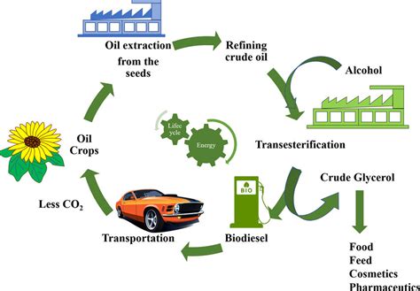 Schema di produzione dei macerati glicerici