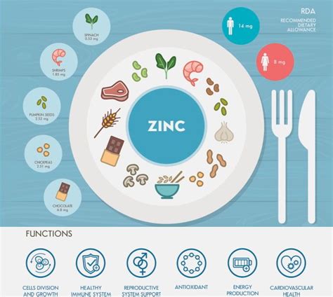 Schema delle funzioni dello zinco nel corpo umano