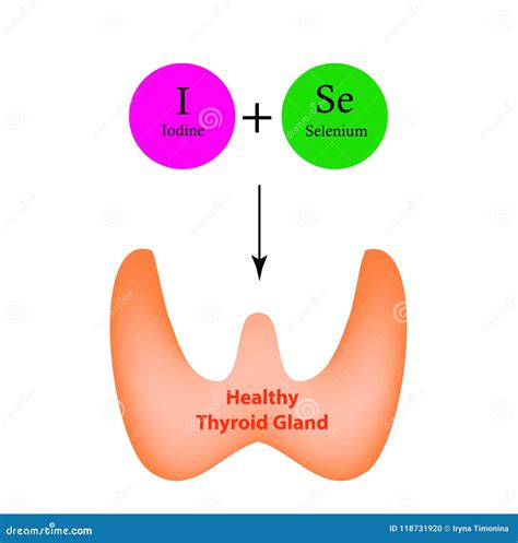 Grafico sull'importanza del selenio per la tiroide