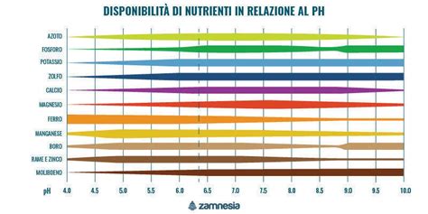 Schema della biodisponibilità dei nutrienti