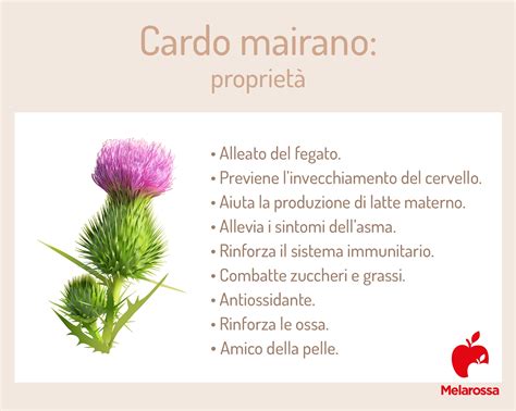 Tabella riassuntiva delle proprietà del cardo mariano