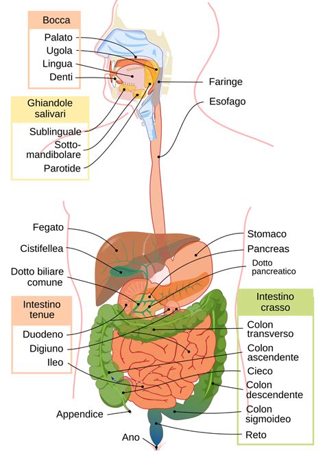 Schema del sistema digestivo umano con enfasi sull'intestino tenue