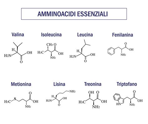 Schema dei 9 amminoacidi essenziali