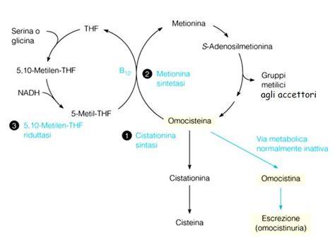 Schema del metabolismo dell'omocisteina