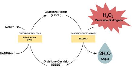 Schema del ciclo del glutatione
