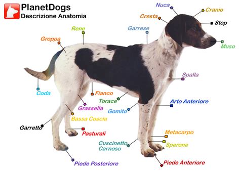 Schema del metabolismo della tiamina nel corpo del cane