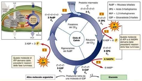Schema che illustra il processo di microincapsulazione