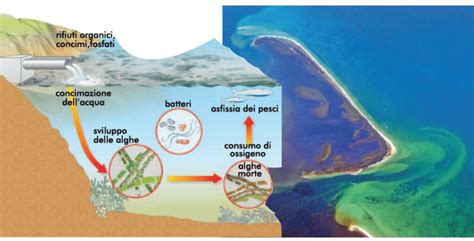Schema del processo di macerazione delle gemme