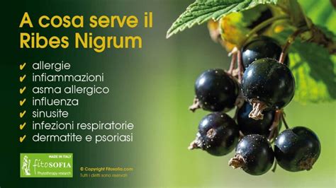 Infografica con dosaggio consigliato di Ribes Nigrum