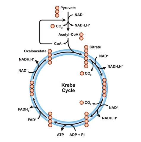 Schema del ciclo di Krebs