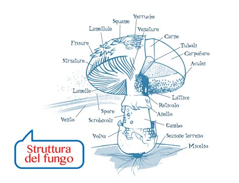 Struttura del fungo Maitake