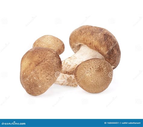 Fungo Shiitake fresco