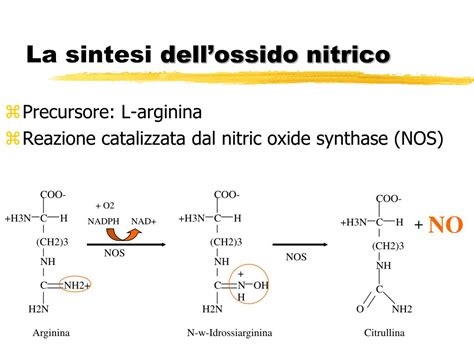 Schema della produzione di ossido nitrico a partire dalla citrullina