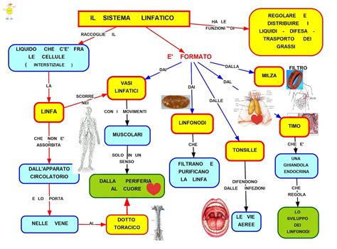 Schema del sistema linfatico