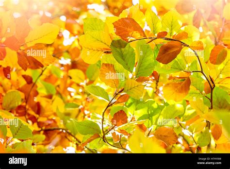 Foglie di faggio in autunno