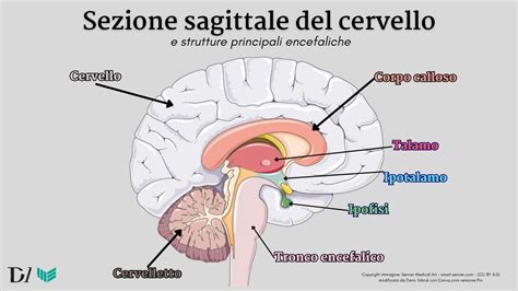 Schema che mostra il cervello e la sua richiesta di minerali