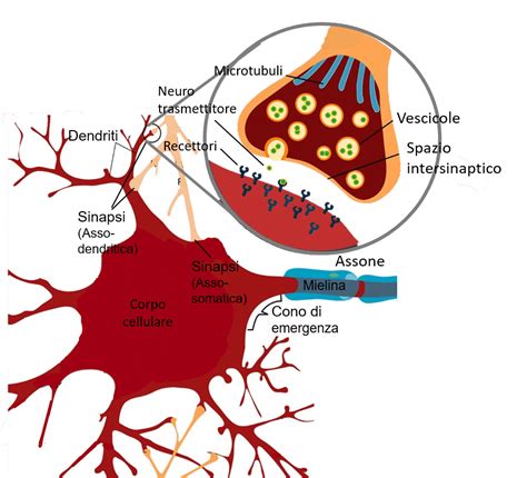 Diagramma che illustra la sinapsi neuronale e il ruolo del calcio