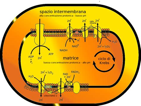 Schema del ciclo di trasporto degli acidi grassi nei mitocondri con l'aiuto della carnitina.