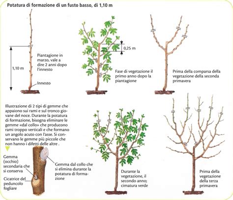 Schema di potatura della Moringa Oleifera