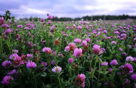 Schema dei componenti attivi del trifoglio rosso