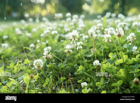 Immagine di fiori di trifoglio rosso in un prato