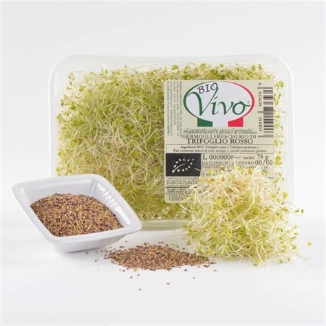 Germogli di trifoglio rosso in un'insalata